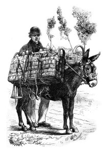 Fruit merchant, vintage engraving.